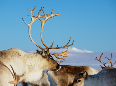 Croisiere Norvege cerfs Tromso